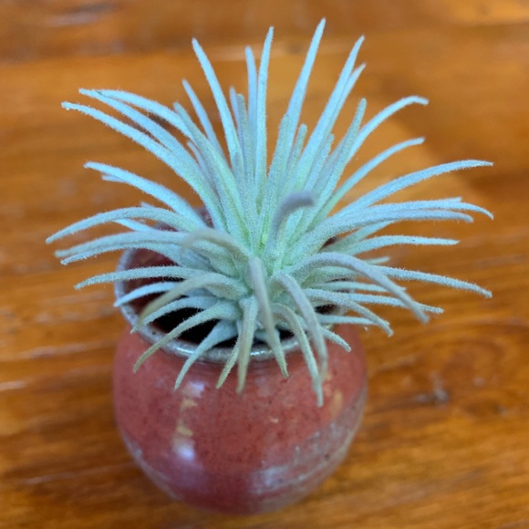 Accents New Small Faux Air Plant Poshmark